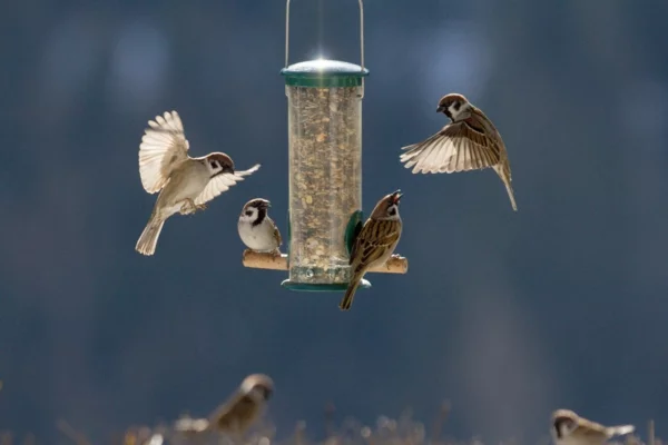 Vogelfutterspender selber bauen Gartenvögel futtern Ideen Vögel draußen haben 