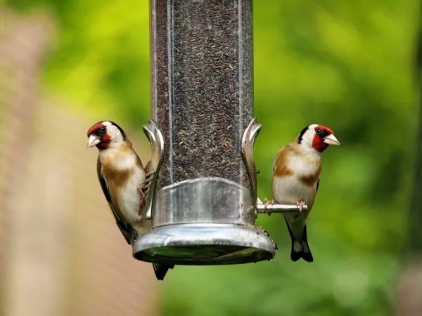 Vogelfutterspender selber bauen Vögel füttern in allen Saison futter sichern DIY Projekt für Naturfreunde 