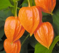 Stimmungsvolle Herbstdeko Ideen mit der Lampionblume Physalis