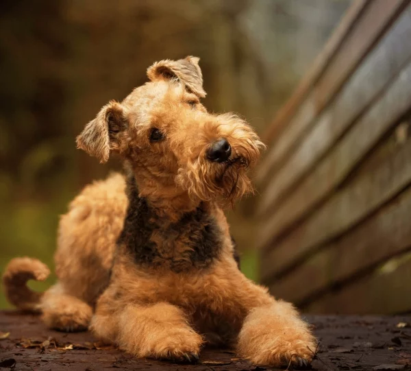 4 mittelgroße Hunde, in die Sie sich sofort verlieben werden airedale terrier england familienhund