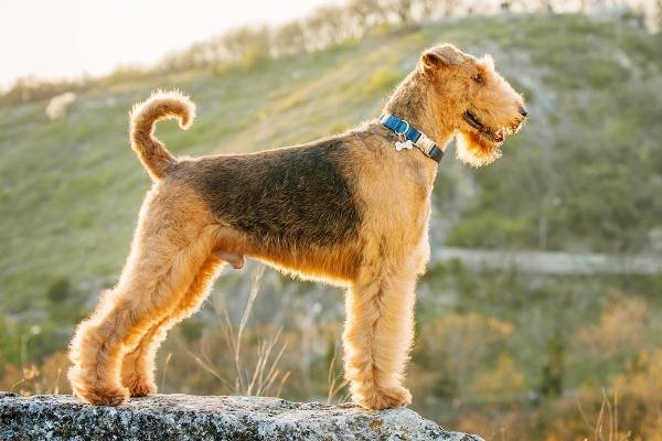 4 mittelgroße Hunde, in die Sie sich sofort verlieben werden airedale terrier groß schön