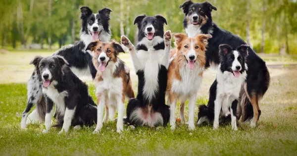 4 mittelgroße Hunde, in die Sie sich sofort verlieben werden border collie intelligent sporthund