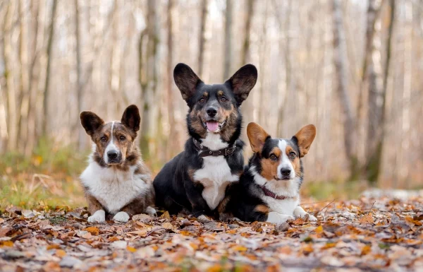4 mittelgroße Hunde, in die Sie sich sofort verlieben werden cardigan corgi unterschiede schön