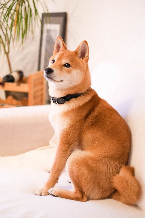 4 mittelgroße Hunde, in die Sie sich sofort verlieben werden shiba inu japan familienhund wohnung