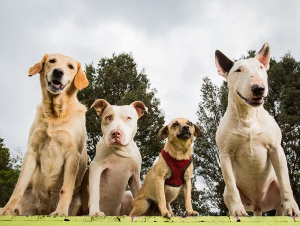 4 mittelgroße Hunde, in die Sie sich sofort verlieben werden verschiedene hunde größen rassen