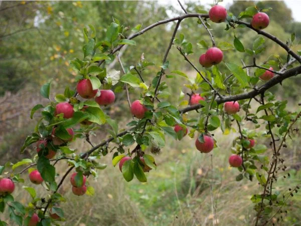 Apfelbaum pflanzen Apfelbaum mit Früchten