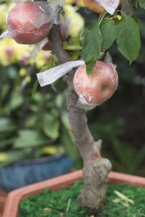 Apfelbaum pflanzen - Gartenideen - ein toller Apfel