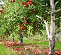 Erfahren Sie, wie und wann Sie einen Apfelbaum pflanzen sollten!