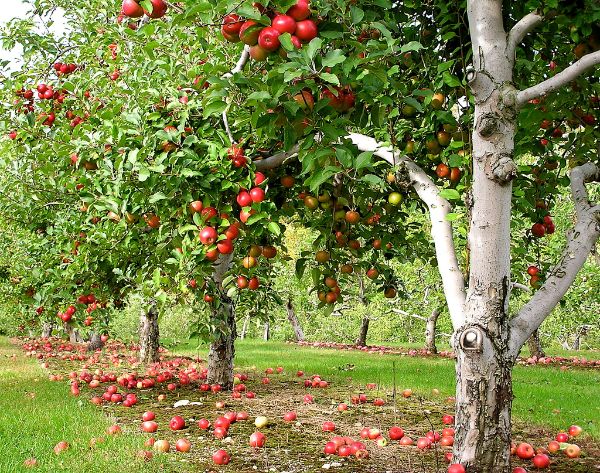 Erfahren Sie hier, wie und wann Sie einen Apfelbaum pflanzen müssen!