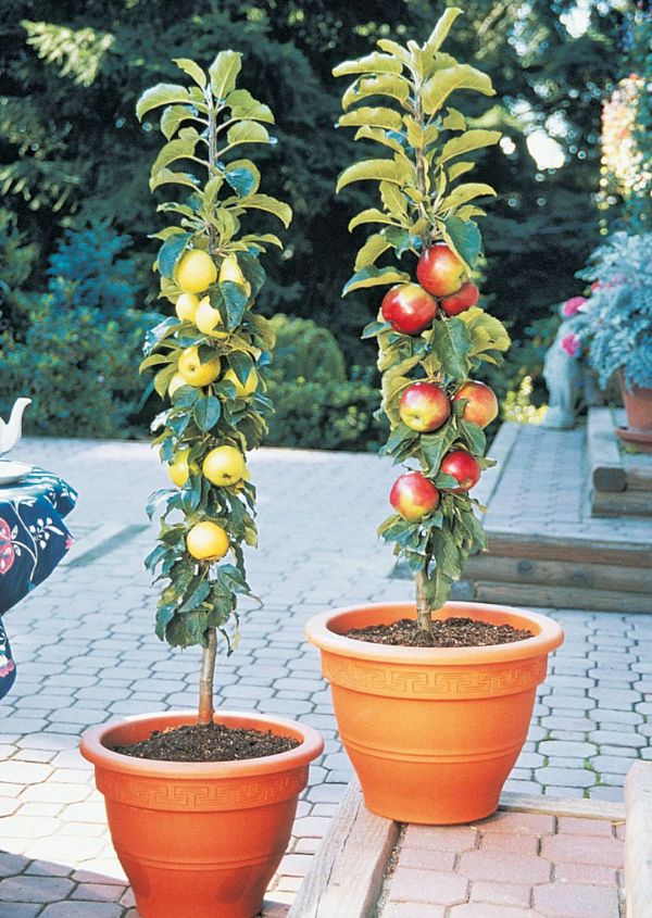 Blumentopf Ideen - einen schönen Apfelbaum pflanzen
