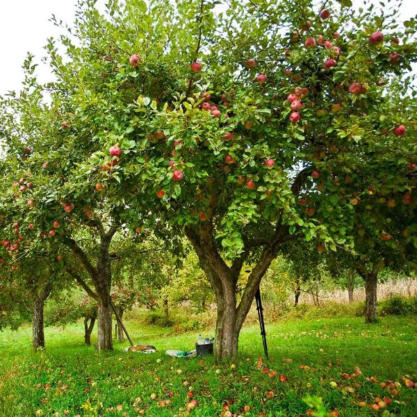 Ideen für die Gartengestltung Apfelbaum pflanzen