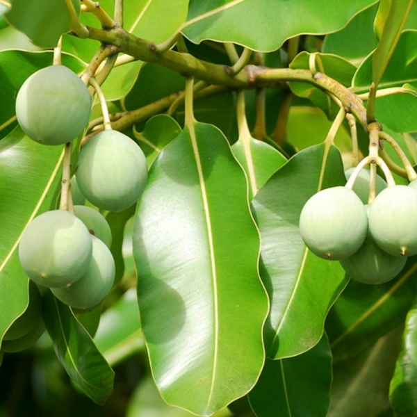 Tamanu Öl Polynesien Baum mit Früchten