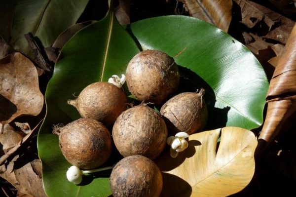 Tamanu Öl Polynesien Tamanu Baum Früchte