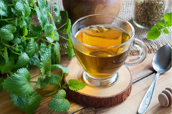 Zitronenmelisse Tee – Immunität und Psyche durch die Gaben der Natur stärken kräuter tee frisch garten