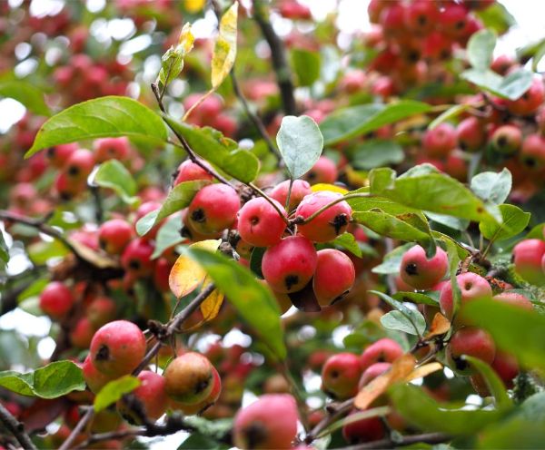 mehrere gesunde Äpfel Apfelbaum pflanzen