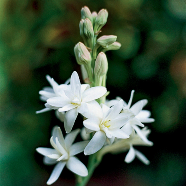 tuberose weiße blüten