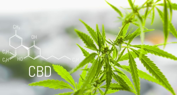 Cannabidiol (CBD) - Wirkung Und Gesundheitliche Vorteile Für Den ...