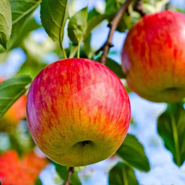Äpfel sind gesund Apfelbaum pflanzen