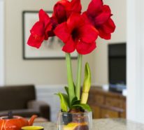 Amaryllis im Glas: Genießen Sie die wunderschöne Zwiebelpflanze in Ihrem eigenen Zuhause