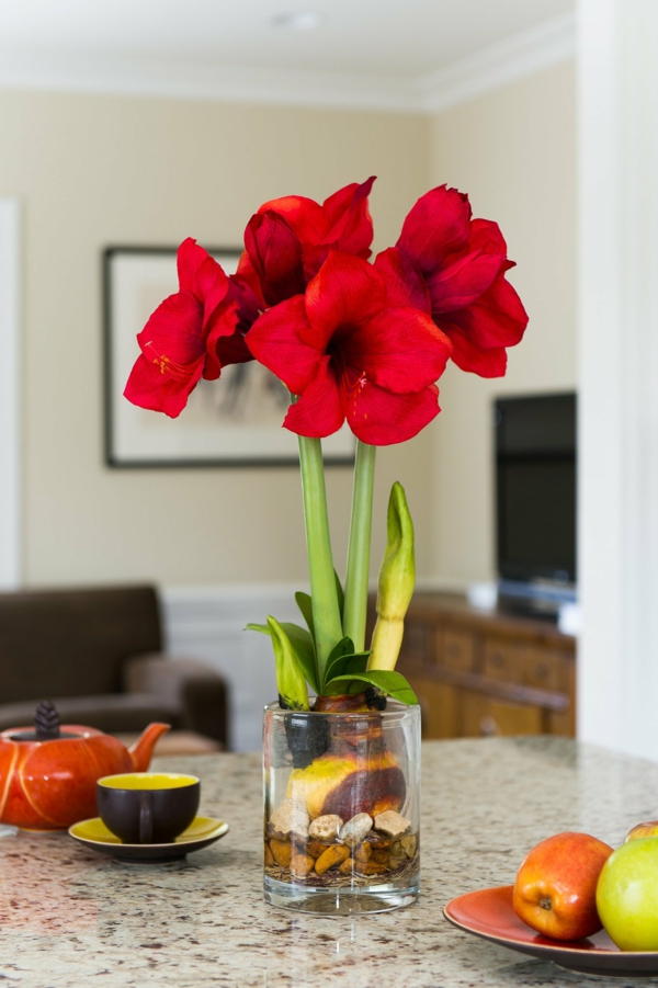 Amaryllis im Glas Genießen Sie die wunderschöne