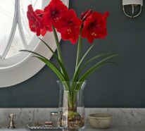 Amaryllis im Glas: Genießen Sie die wunderschöne Zwiebelpflanze in Ihrem eigenen Zuhause