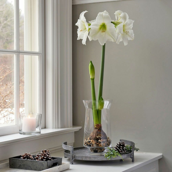 Amaryllis im Glas Pflegetipps blühende Zimmerpflanzen Fensterbrett