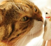 Basteln mit Katzenhaaren: So sind die lästigen Tierhaare kein Problem mehr!