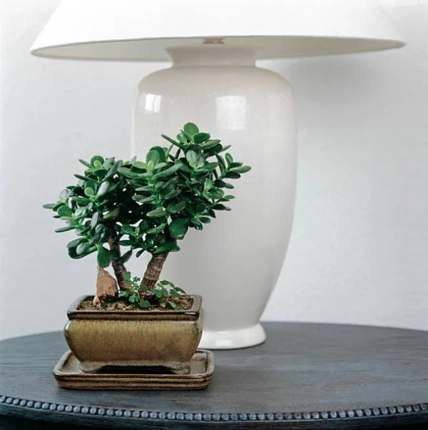 Geldbaum Pflege Tipps, Wissenswertes und Feng Shui Regeln bonsai topf zimmerpflanzen