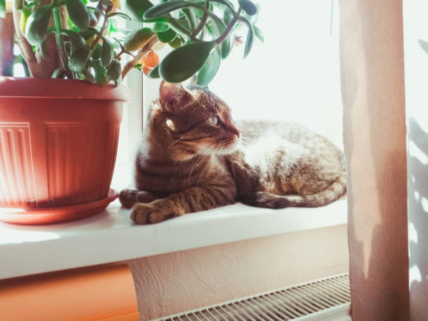 Ungiftige Zimmerpflanzen Fr Katzen Unsere Top 10 Plantura