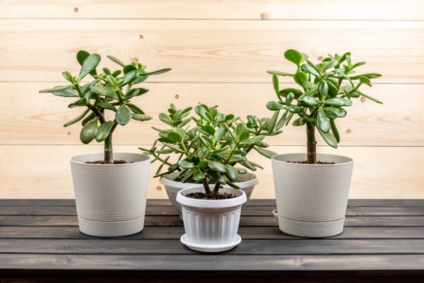 Geldbaum Pflege Tipps, Wissenswertes und Feng Shui Regeln kleine pflanzen in töpfe zimmer