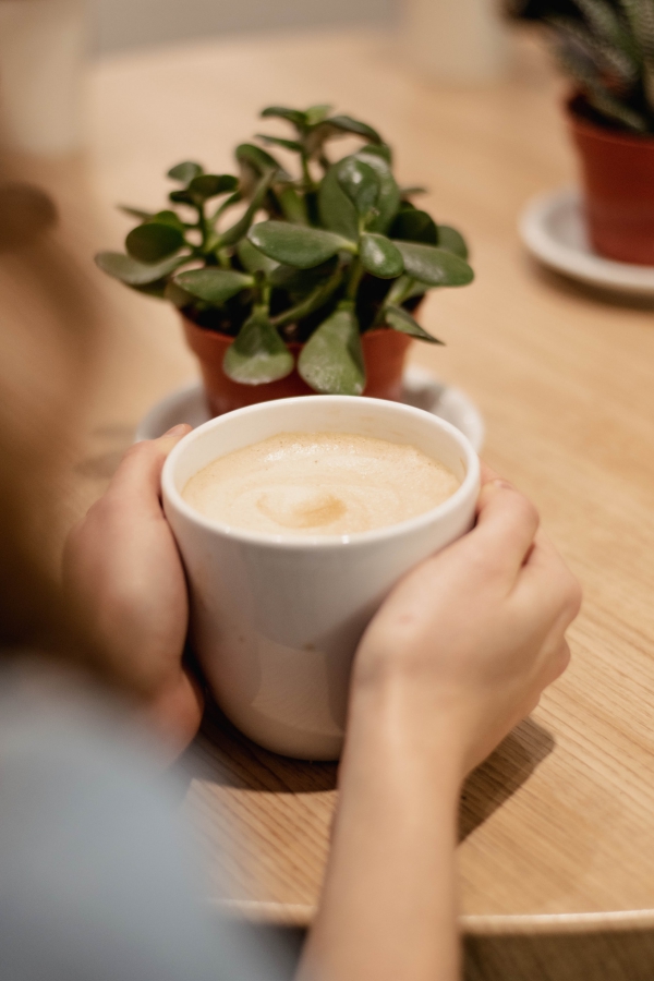 Geldbaum Pflege Tipps, Wissenswertes und Feng Shui Regeln kleine zimmerpflanze tischdeko kaffee