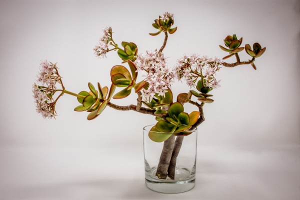 Geldbaum Pflege Tipps, Wissenswertes und Feng Shui Regeln vermehrung in wasser vase blüten