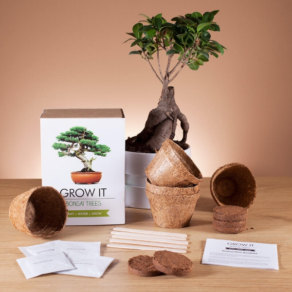 Liebliche und ausgefallene Geschenke für die beste Freundin bonsai kit zum selber wachsen