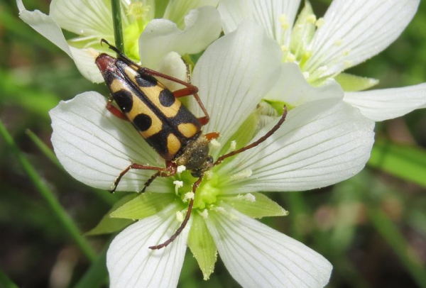 Venusfliegenfalle Pflege und Wissenswertes üben den exotischen Fleischfresser käfer auf blüte fliegenfalle
