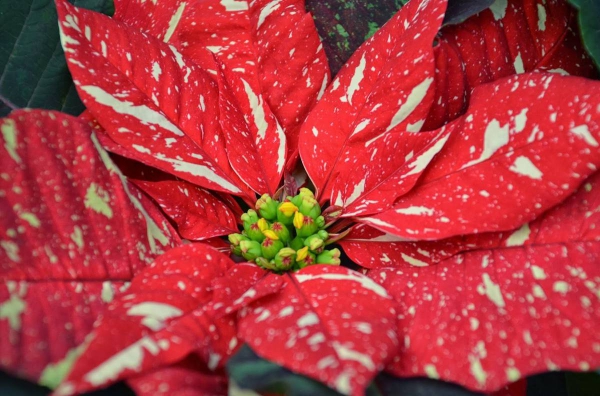 Weihnachtsstern Pflege - Tipps für eine gesunde Zierpflanze auch nach Weihnachten nahaufnahme poinsettie punkte