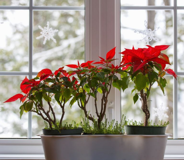 Weihnachtsstern Pflege - Tipps für eine gesunde Zierpflanze auch nach Weihnachten poinsettie am fenster stellen