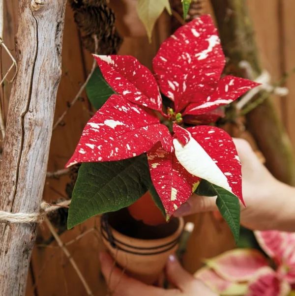 Weihnachtsstern Pflege - Tipps für eine gesunde Zierpflanze auch nach Weihnachten poinsettie mini umtopfen