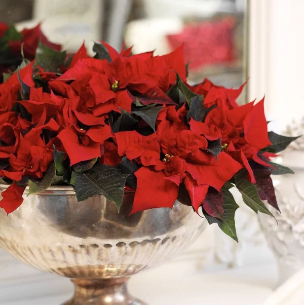 Weihnachtsstern Pflege - Tipps für eine gesunde Zierpflanze auch nach Weihnachten poinsettie schnittblume vase