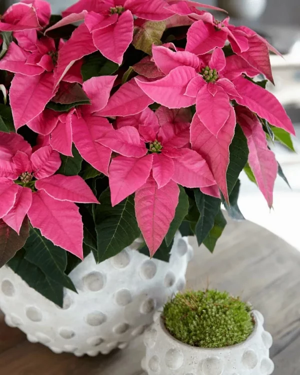 Weihnachtsstern Pflege - Tipps für eine gesunde Zierpflanze auch nach Weihnachten rosa sorte poinsettie