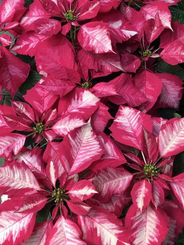 Weihnachtsstern Pflege - Tipps für eine gesunde Zierpflanze auch nach Weihnachten rosa weiß deko poinsettie schön