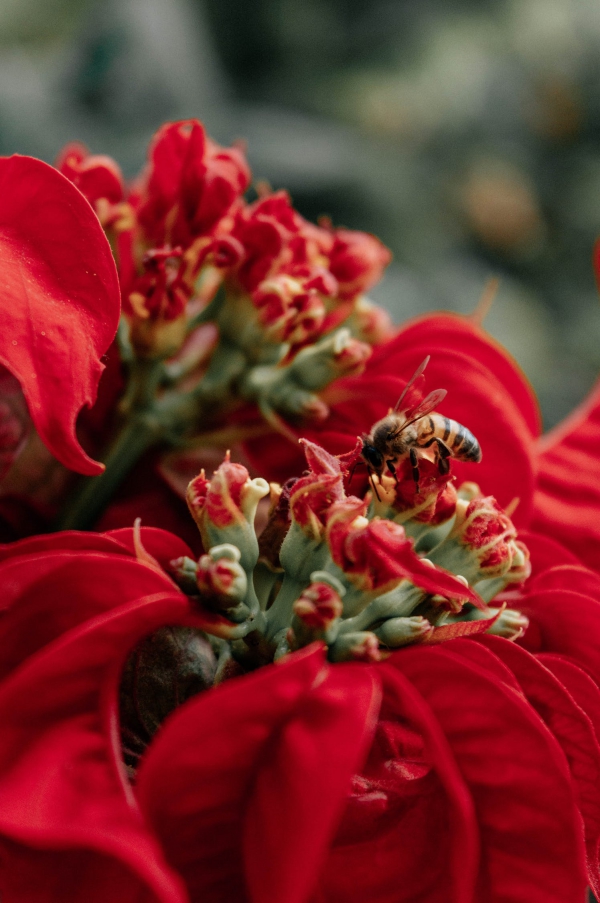 Weihnachtsstern Pflege - Tipps für eine gesunde Zierpflanze auch nach Weihnachten rote poinsettie mit biene