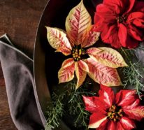 Weihnachtsstern Pflege – Tipps für eine gesunde Zierpflanze auch nach Weihnachten