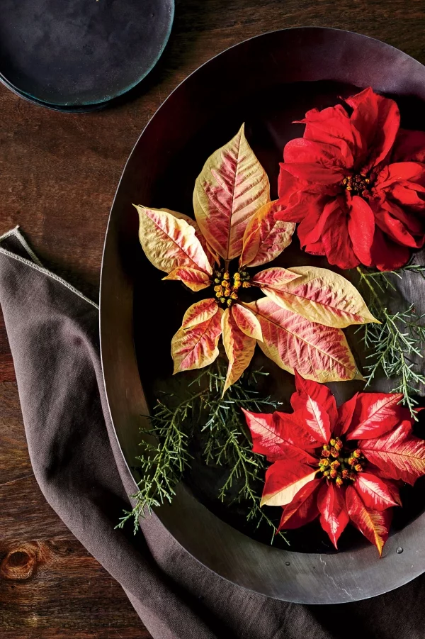 Weihnachtsstern Pflege - Tipps für eine gesunde Zierpflanze auch nach Weihnachten tischdeko schnittblumen sorten orange