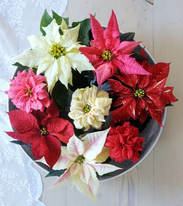 Weihnachtsstern Pflege - Tipps für eine gesunde Zierpflanze auch nach Weihnachten tischdeko verschiedene sorten