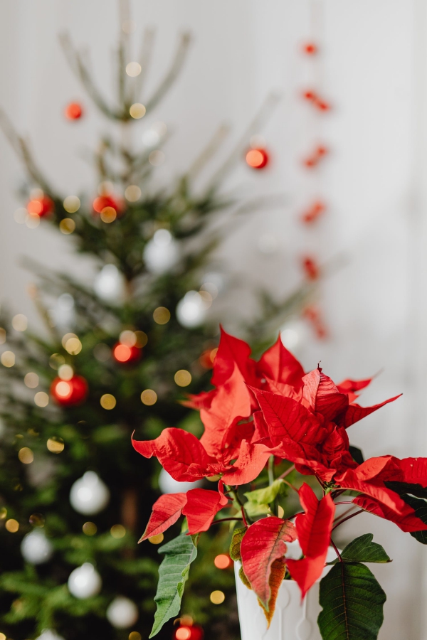 Weihnachtsstern Pflege - Tipps für eine gesunde Zierpflanze auch nach Weihnachten weihnachtsdeko poinsettie schön rot