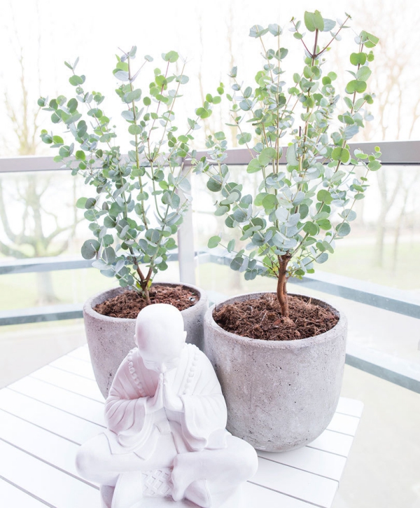 Eukalyptus Pflege Tipps für Hobbygärtner – puristische Zierpflanze im Überblick australische schönheit balkon pflanze