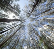 Eukalyptus Pflege Tipps für Hobbygärtner – puristische Zierpflanze im Überblick