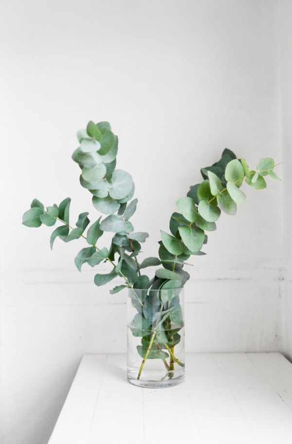 Eukalyptus Pflege Tipps für Hobbygärtner – puristische Zierpflanze im Überblick schnitt zweige deko vase