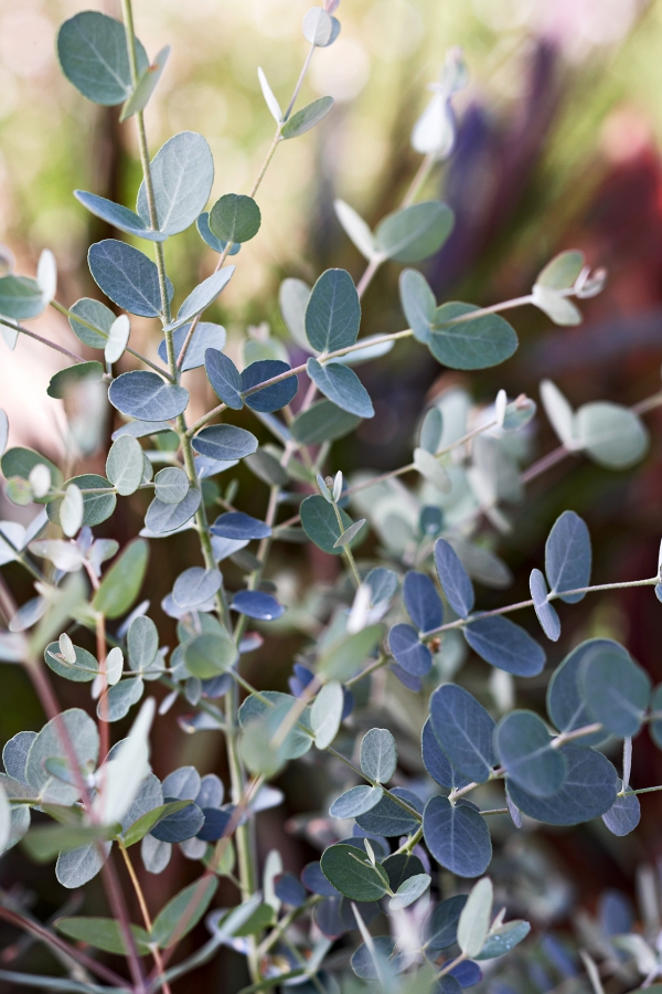 Eukalyptus Pflege Tipps für Hobbygärtner – puristische Zierpflanze im Überblick schöne zweige silbrig grün