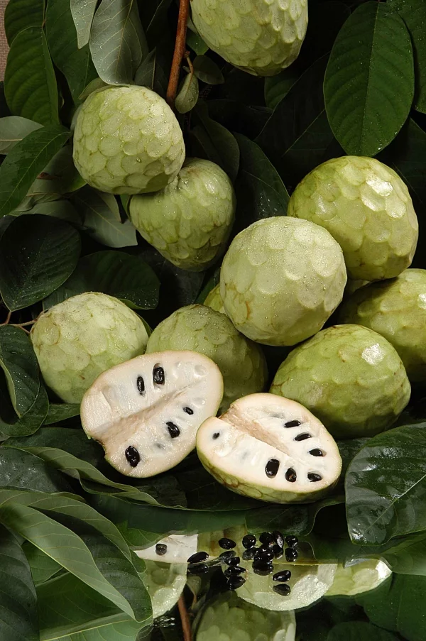 Gesündestes Obst Top 5 der nahrhaftesten Sorten zimtapfel gesund dracheneier